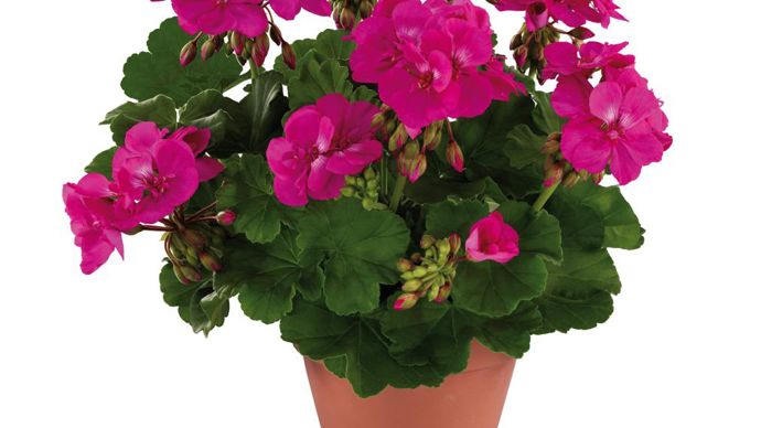 Pelargonium interspécific TOSCANA® XTREME® Lilac (Graines Voltz).